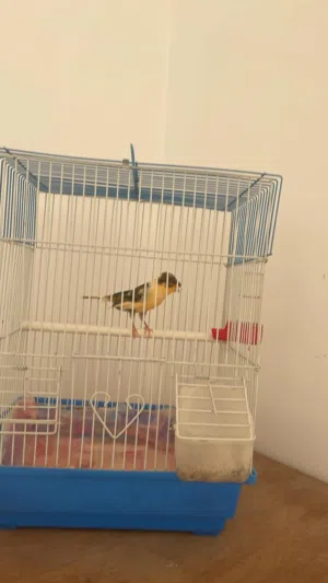 عصفورين جغل وواحد كناري للبيع مع بعض