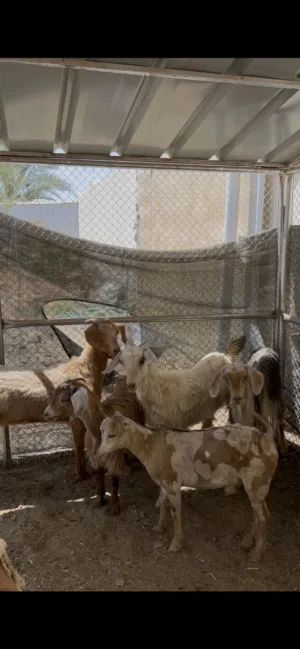 للبيع أو للبدل ب جعد