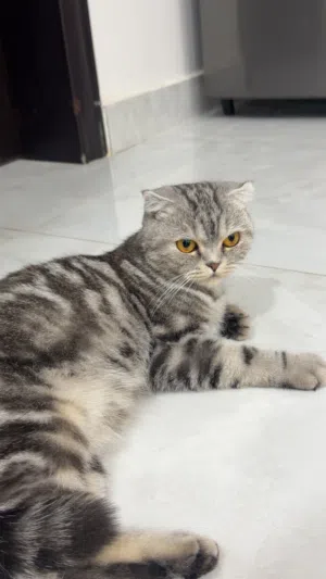 للبيع قطه سكوتش فولد وبنتها