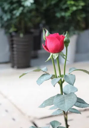 اكرم نصر صوالحه 