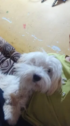 گلب منزلي الف ببيع