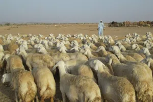 راعي حلال سوداني ابحث عن عمل إلى السعودية خبرة ممتازة. كل ما يخص الحلال