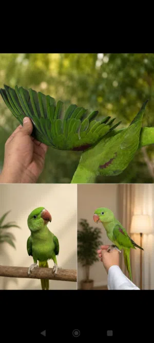 للبيع نيبالي