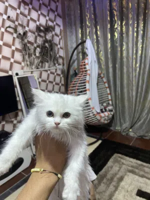 قط شيرازي للبيع لون ابيض عمر 5اشهر