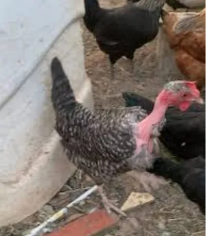 ‏دجاج‏0