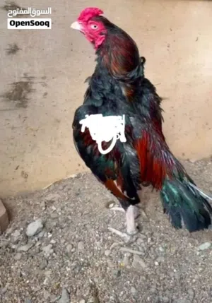 للبيع بتشوت باكستاني العدد 3 النوع موالي بيور امروها دجاجه اثنين واحد ديك العمر 5 أشهر
