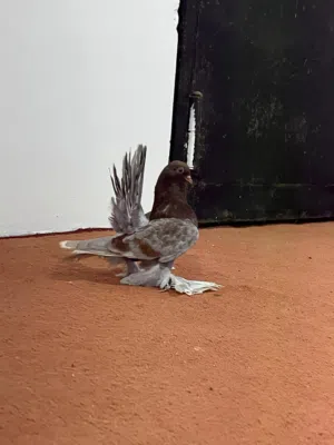 بسم الله ماشاء الله 4طريفات روسي
