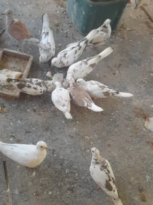 سلام عليكم متاح فناجز سوبر جامبو الزوج 40الف  وكريميات الزوج 12الف  مال محميه وشراي يدلل