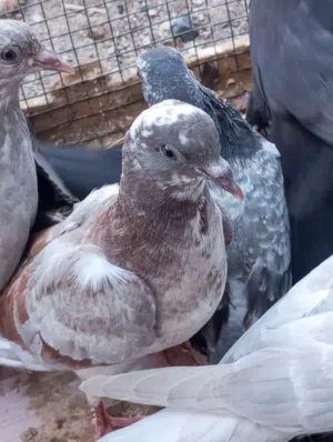 فروخ حمام فول سمنه