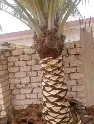 اسطي نخل واشجار تنظيف نخل وتقليع جبار و تعكيس وهز برونسي طابوني بيوضي وقص حلاوي ويوجد