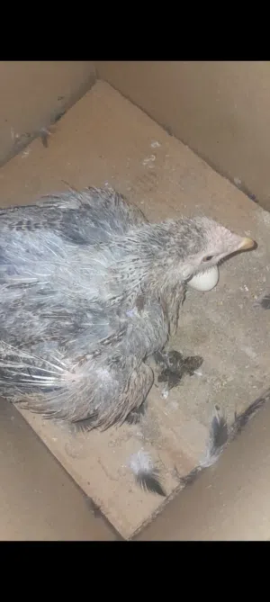 دجاجه كركه سعر 20الف أبي الخصيب