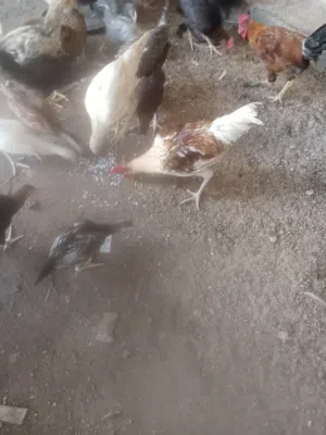 متاح دجاج للبيع صحتهن خير من الله اقرا الوصف وشوف الفيديو مالهن