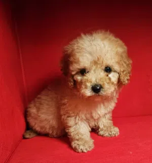 toy poodel  توي بودل