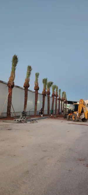 افضل اصناف النخيل الواشنطونيا الزينة النخل المثمر