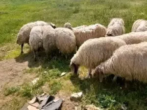 حلال بلدي عقائق ونذر و مجنوي ولجميع المناسبات جميع الاوزان وأقل الاسعارتناسب الجميع بالصلاة ع النبي