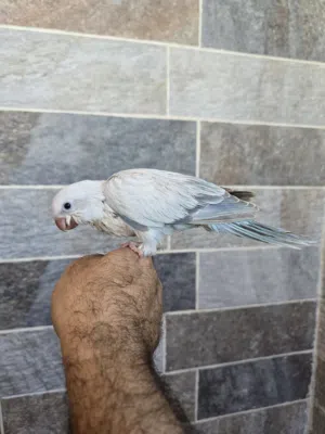 فرخين ببغاء كويكر طفرات