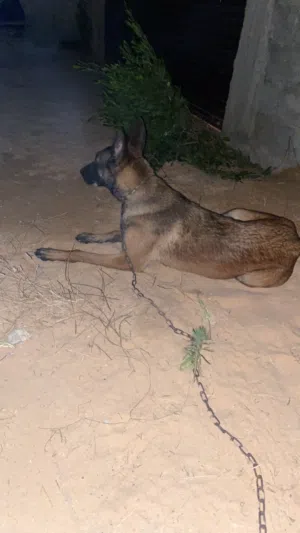 ملينوا للبيع