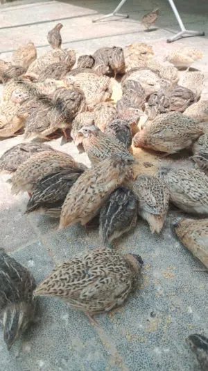 سمان للبيع ضروري تقرا الوصف