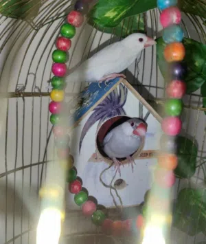 طيور جاوا كلش حلوات ونضاف مراوس او بيع اقره لوصف