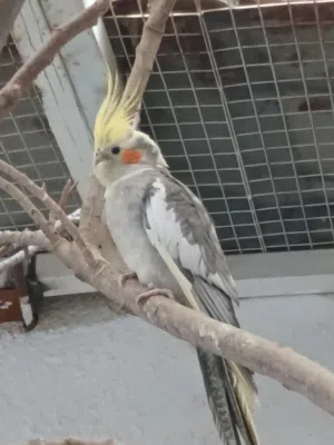 طيور كوكتيل