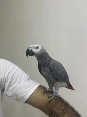 ببغاء للبيع