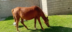 فلوه اول ادراج بنت التسعه