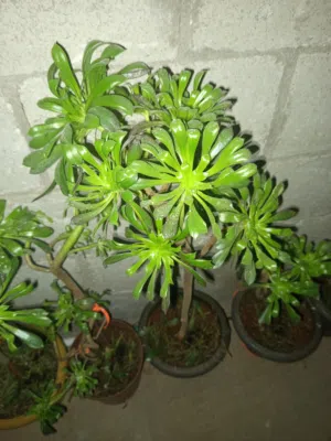 شتل زينه داخلي و خارجي للبيع وشجر مثمر