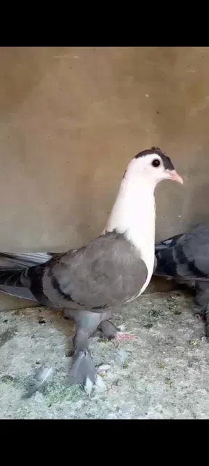 ثلاث فراخ فطم صحه وفحل مخلف بده تليين الزرقاء ((( مسنجر )))