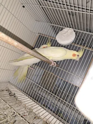 زوج كوكتيل شكري عيون حمر