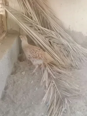 زوج صفارد باكستاني وزوج زيبرى دوف
