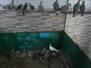 للبيع انواع اليمام