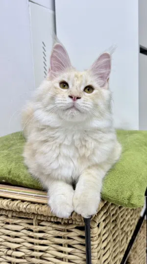 Maine Coon Rare Cream Female Kitten