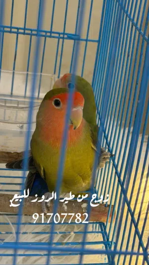 روز زوج للبيع