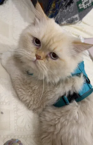 قط التبني طيب و حبوب