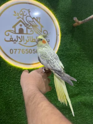للبيع)  ببغاء الكوكتيل (الكروان) اليف  النوع كشميرش السعر56,000 مع التوصيل و القفص