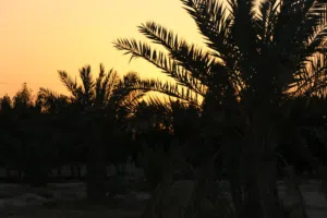 زيوني البصراوي 