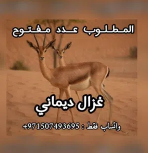 مطلوب غزلان  ديماني عدد مفتوح