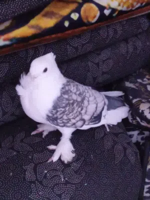 حمامه للبيع جميله كلش