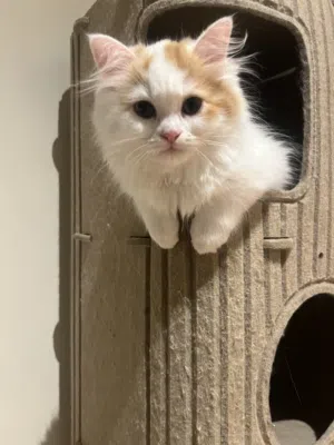 Persian mix Male cat 4 months old
