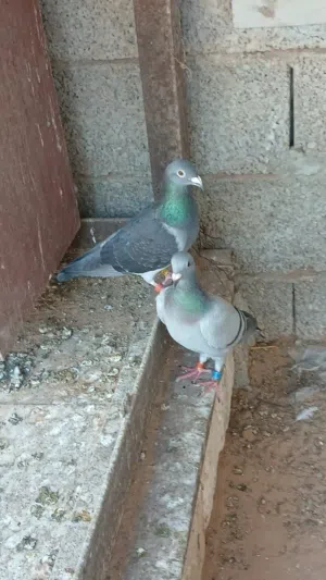 حمام جازل للبيع