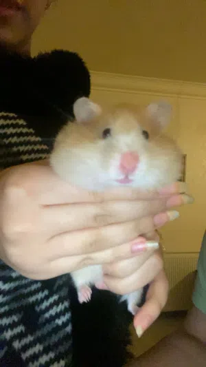 هامستر متربي