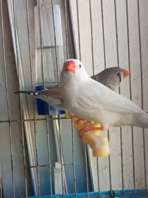 طيور جنه جوزين