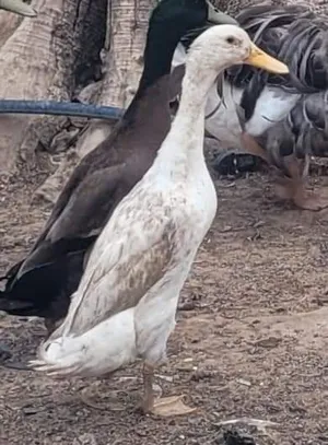 Birds0