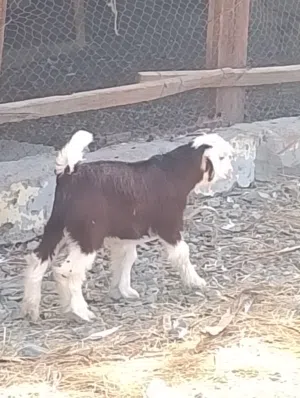 جدي مشرروع فحل
