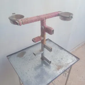 حاملة طائر الببغاء