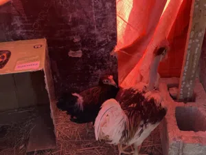 للبيع دجاج وديك او المبادله با بغبغاء دره السعر للكل 3ريال للبيع كامله مره واحده البيض ما يوقف