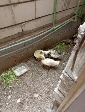 بط لبيع البصره