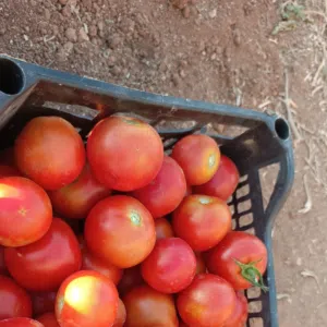 بيع خضروات وفراولة