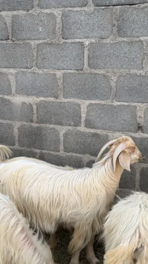 تيوس مخصايه اضاحي للعيد للبيع