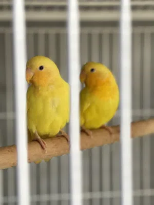 للبيع طير حب